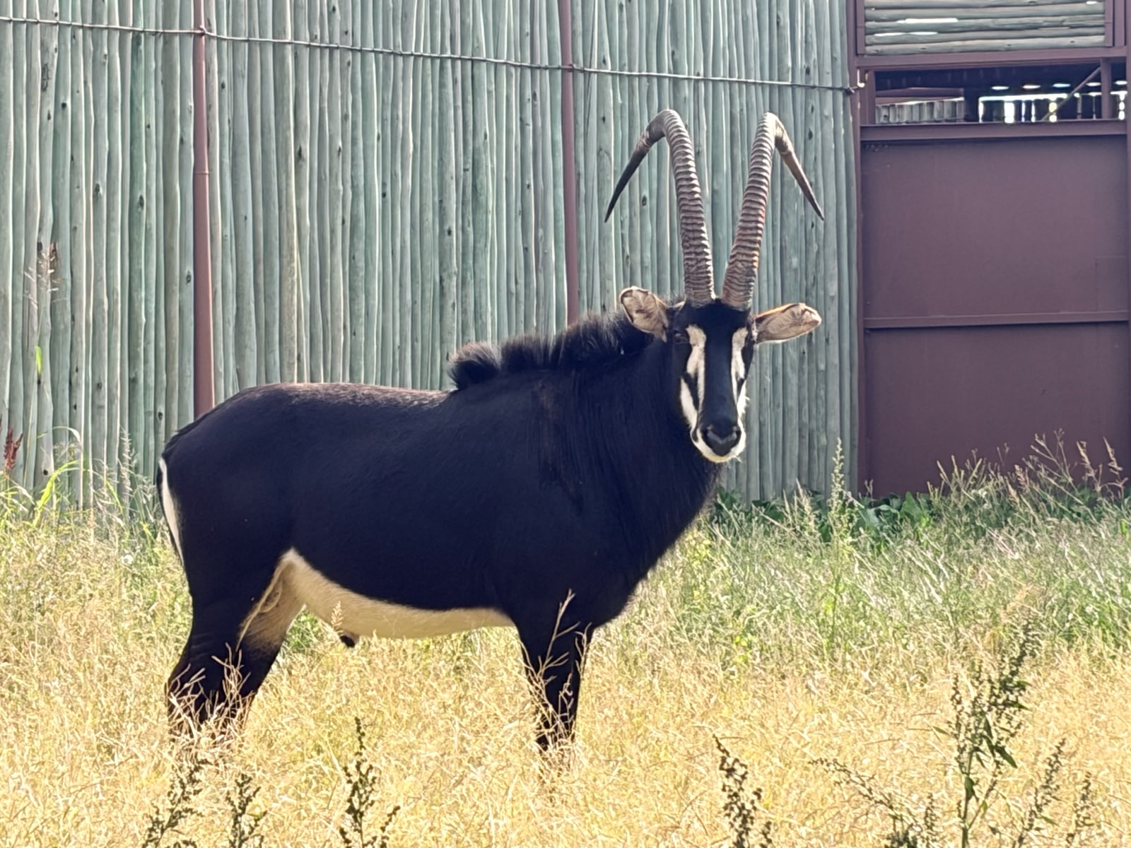 46 7/8" Sable bull